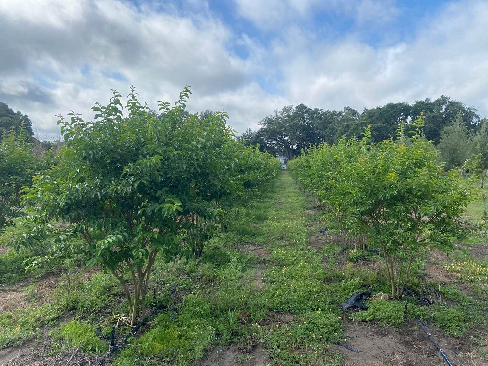 lagerstroemia-fauriei-muskogee-japanese-crape-myrtle