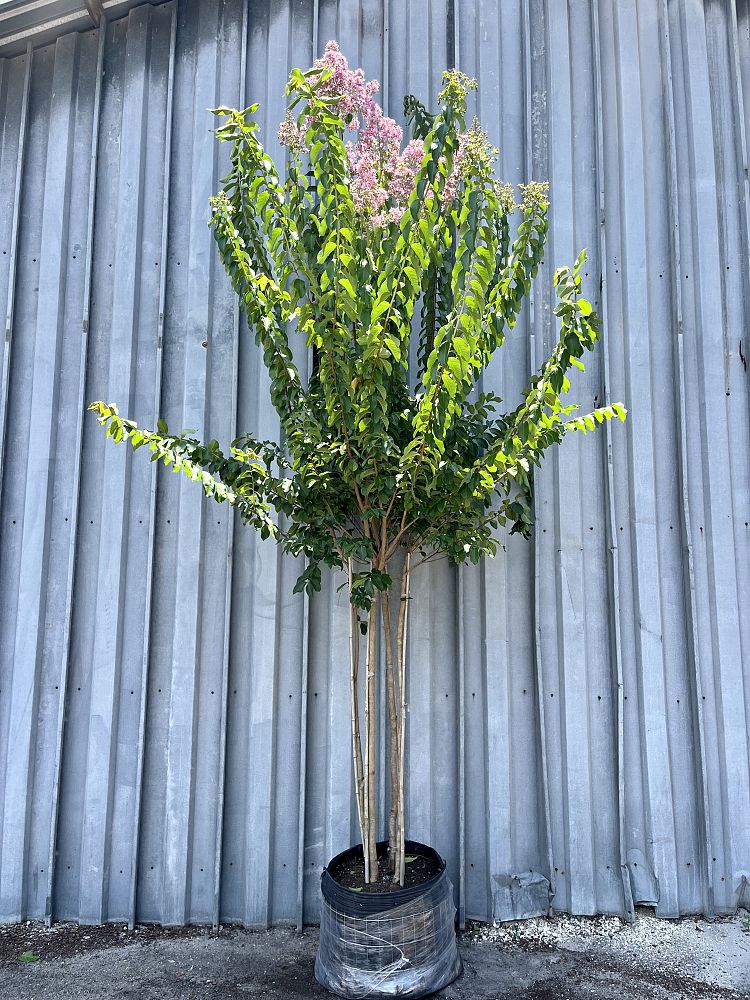 lagerstroemia-fauriei-muskogee-japanese-crape-myrtle