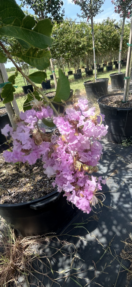 lagerstroemia-fauriei-muskogee-japanese-crape-myrtle