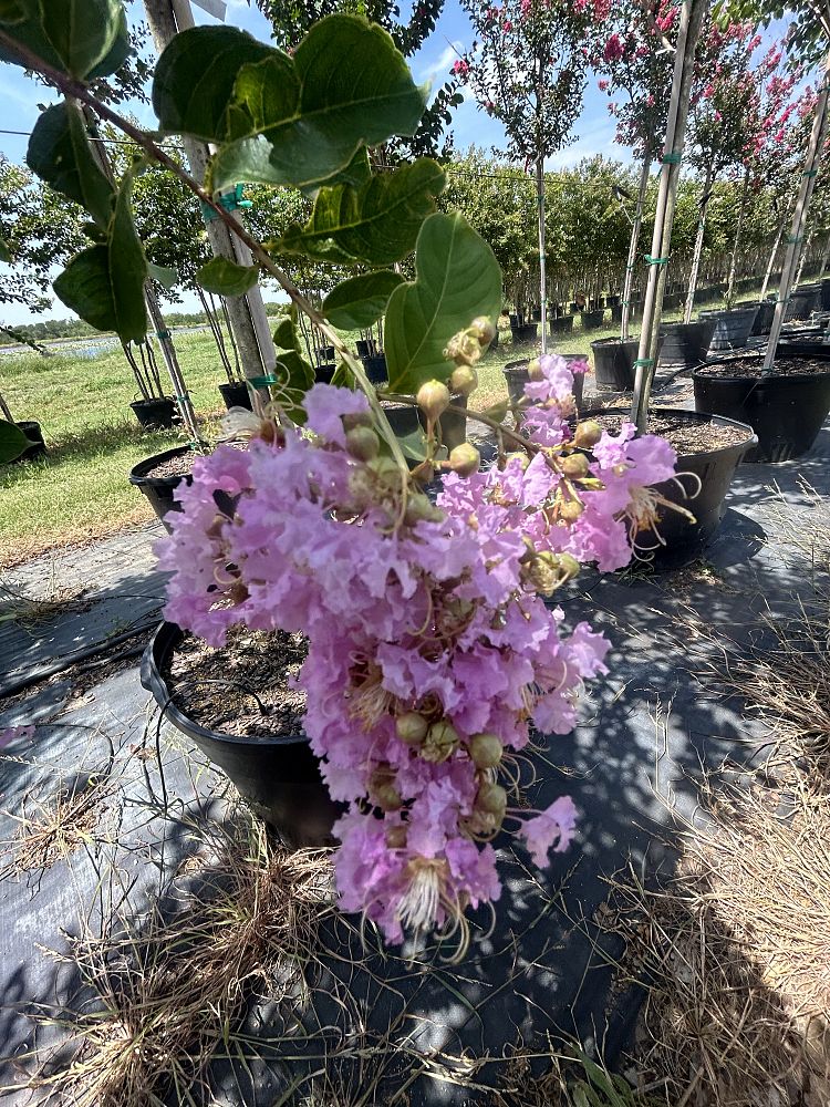 lagerstroemia-fauriei-muskogee-japanese-crape-myrtle