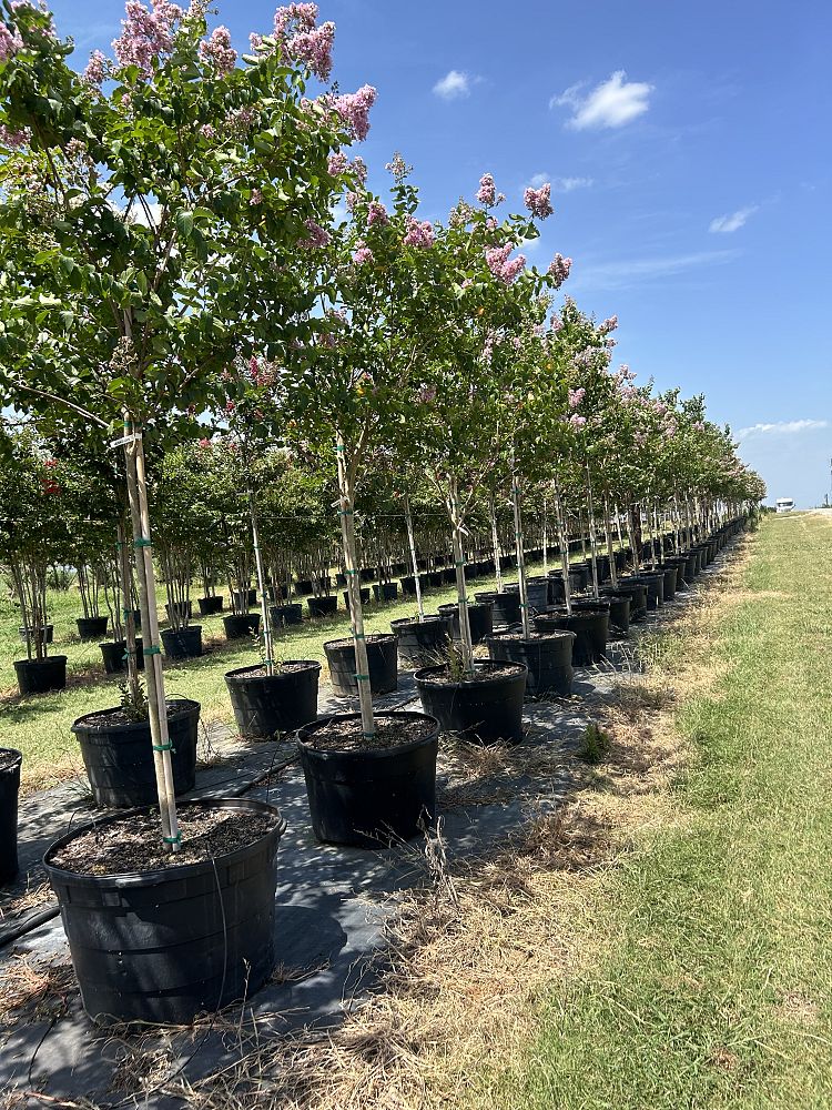 lagerstroemia-fauriei-muskogee-japanese-crape-myrtle