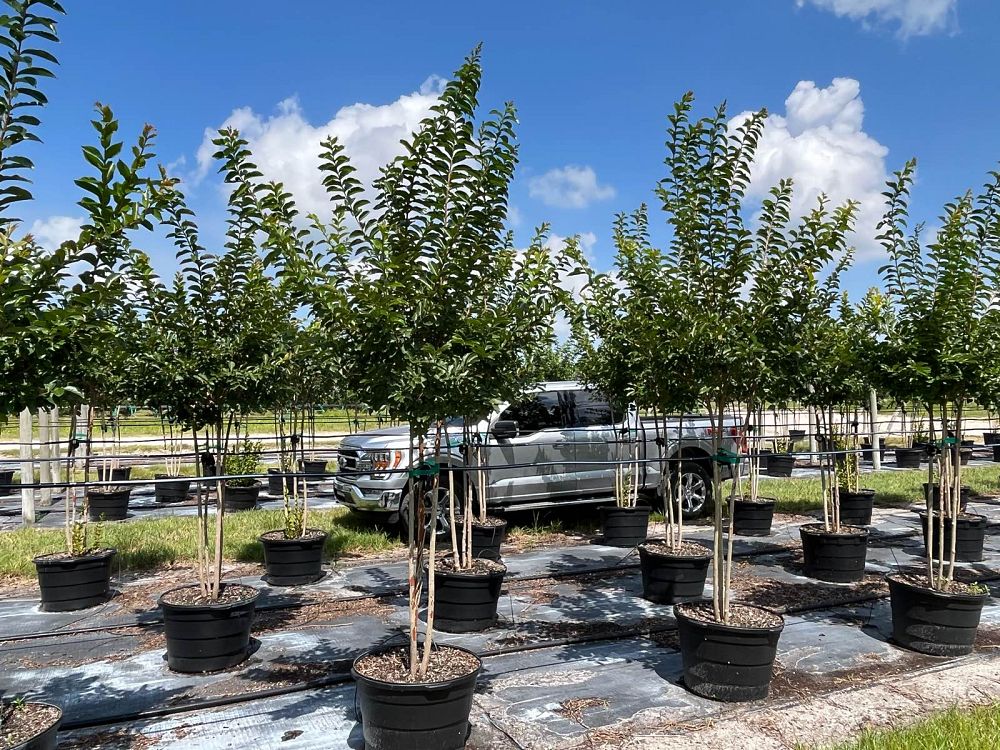 lagerstroemia-fauriei-muskogee-japanese-crape-myrtle