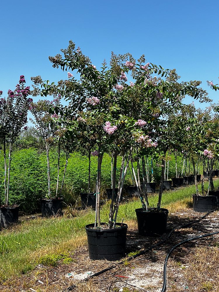 lagerstroemia-fauriei-muskogee-japanese-crape-myrtle