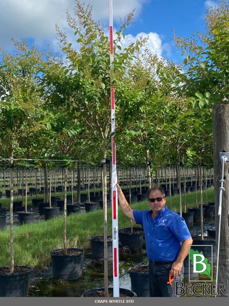 lagerstroemia-fauriei-muskogee-japanese-crape-myrtle