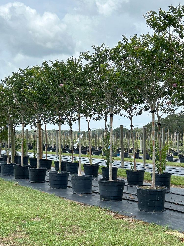 lagerstroemia-fauriei-muskogee-japanese-crape-myrtle