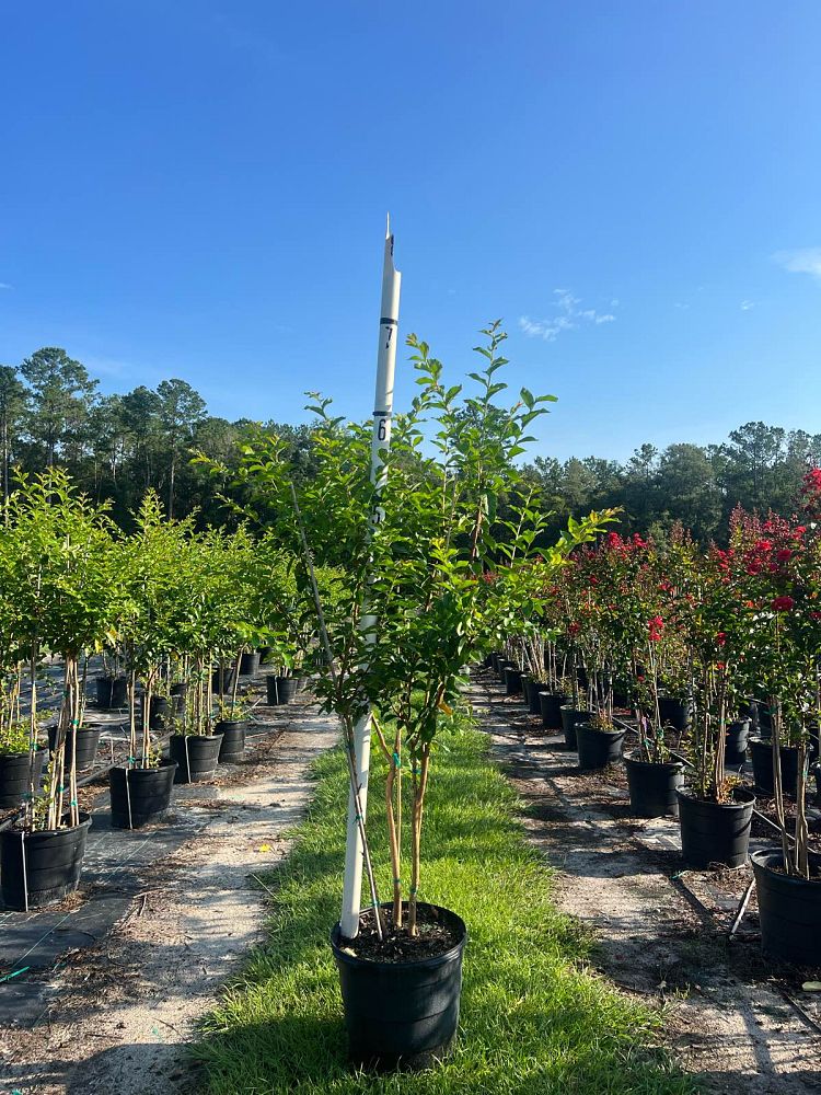 lagerstroemia-fauriei-muskogee-japanese-crape-myrtle