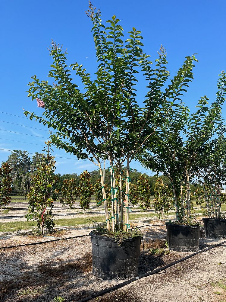 lagerstroemia-fauriei-muskogee-japanese-crape-myrtle