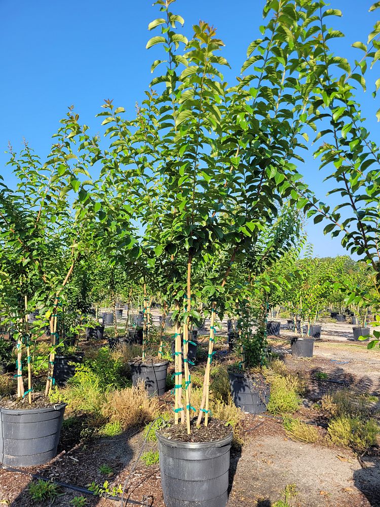 lagerstroemia-fauriei-muskogee-japanese-crape-myrtle