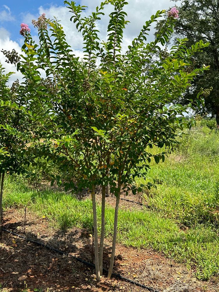 lagerstroemia-fauriei-muskogee-japanese-crape-myrtle