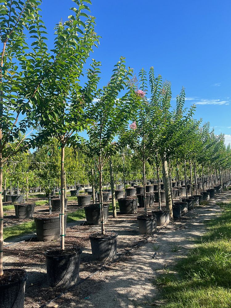 lagerstroemia-fauriei-muskogee-japanese-crape-myrtle