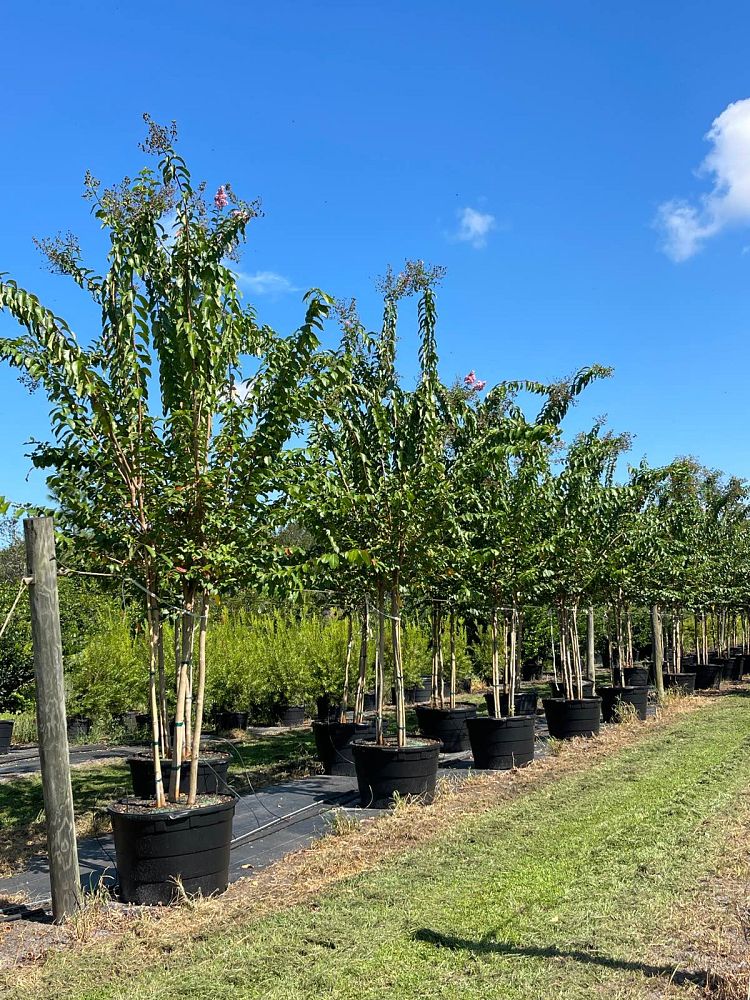 lagerstroemia-fauriei-muskogee-japanese-crape-myrtle