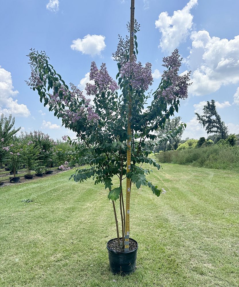lagerstroemia-fauriei-muskogee-japanese-crape-myrtle