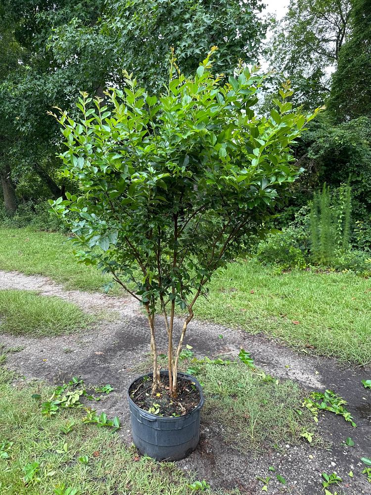 Brunson Wholesale Nursery