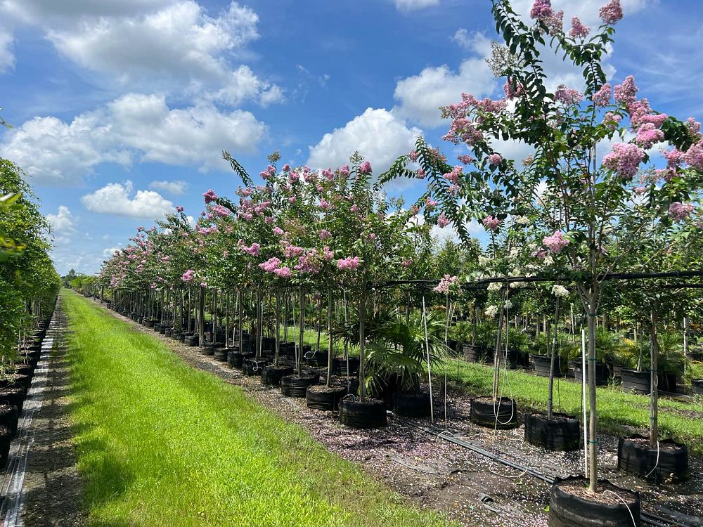 lagerstroemia-fauriei-muskogee-japanese-crape-myrtle