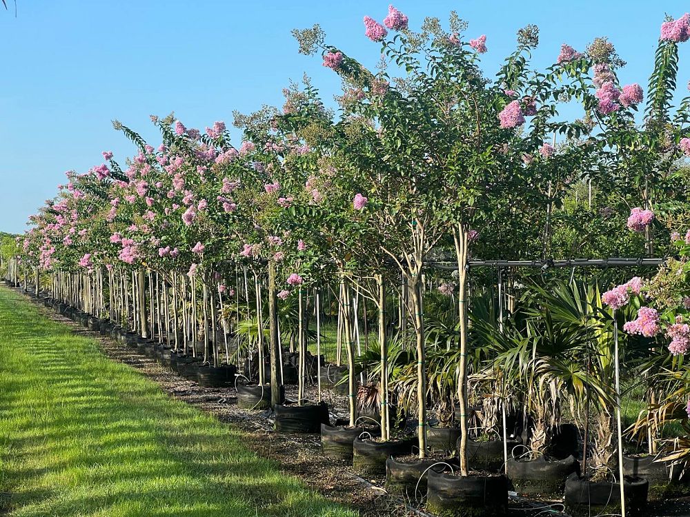 lagerstroemia-fauriei-muskogee-japanese-crape-myrtle