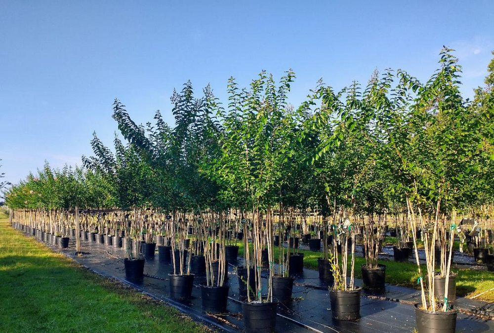 lagerstroemia-fauriei-muskogee-japanese-crape-myrtle