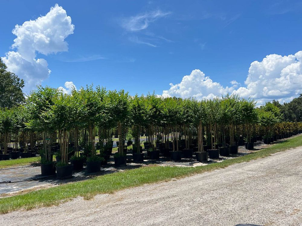 lagerstroemia-fauriei-muskogee-japanese-crape-myrtle