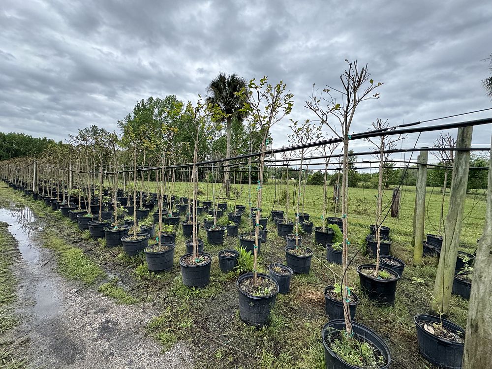 lagerstroemia-fauriei-muskogee-japanese-crape-myrtle