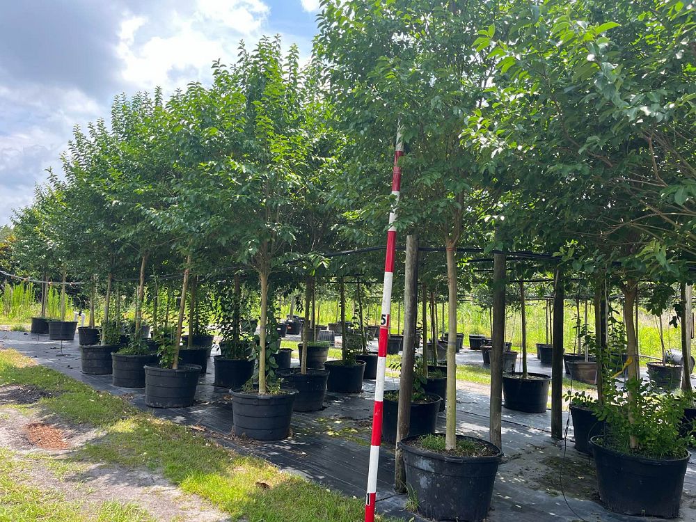 lagerstroemia-fauriei-muskogee-japanese-crape-myrtle