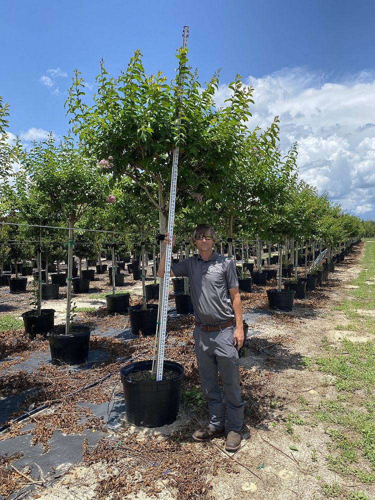 lagerstroemia-fauriei-muskogee-japanese-crape-myrtle