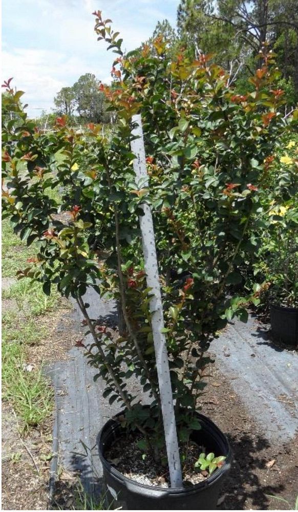 lagerstroemia-fauriei-muskogee-japanese-crape-myrtle