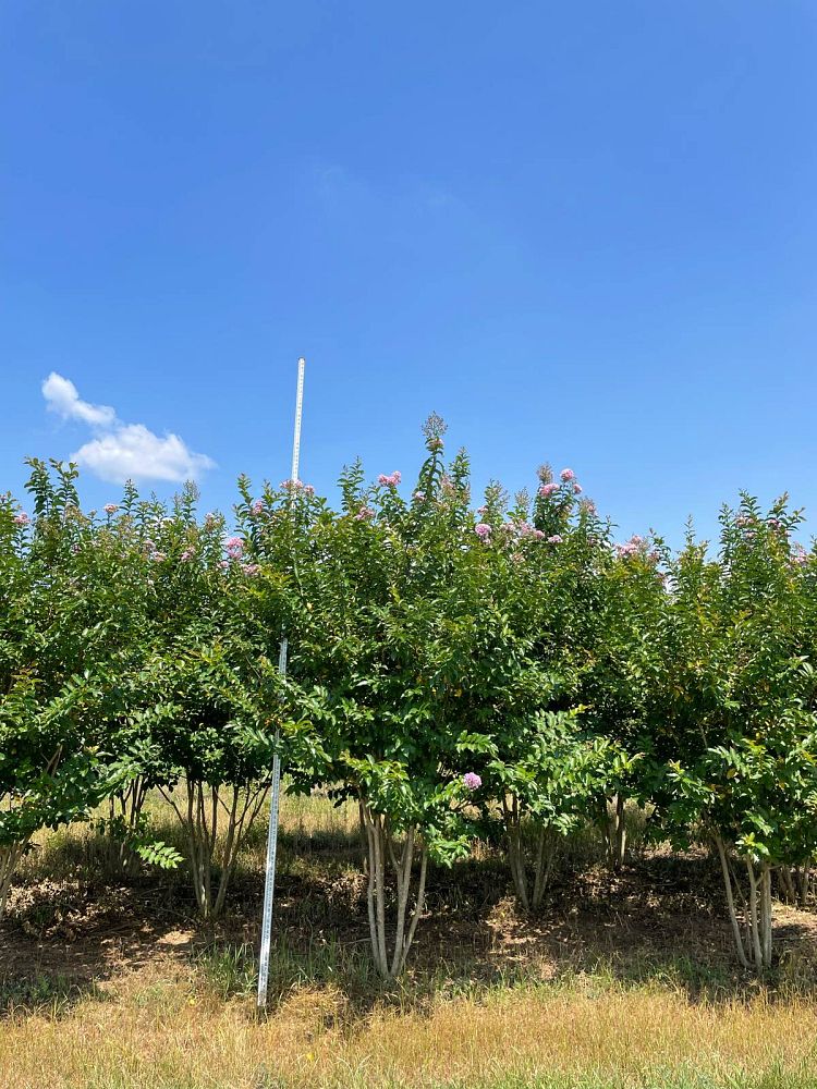 lagerstroemia-fauriei-muskogee-japanese-crape-myrtle