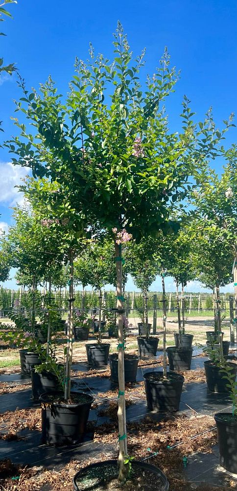 lagerstroemia-fauriei-muskogee-japanese-crape-myrtle
