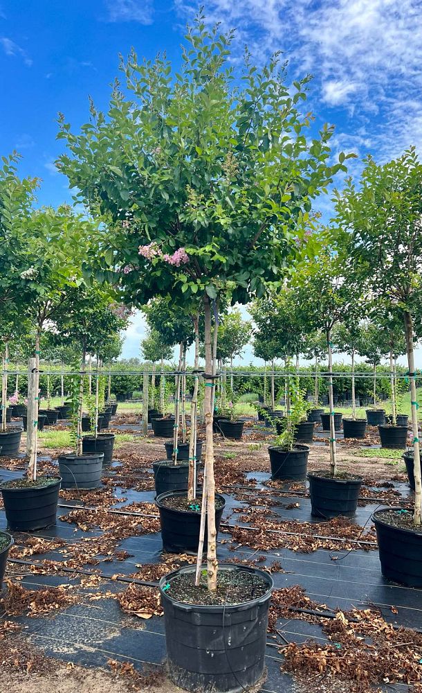lagerstroemia-fauriei-muskogee-japanese-crape-myrtle