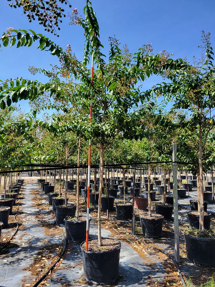 lagerstroemia-fauriei-muskogee-japanese-crape-myrtle