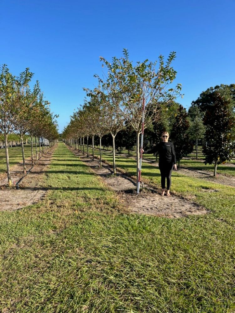 lagerstroemia-fauriei-muskogee-japanese-crape-myrtle