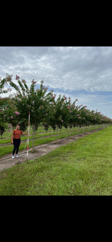 lagerstroemia-fauriei-muskogee-japanese-crape-myrtle