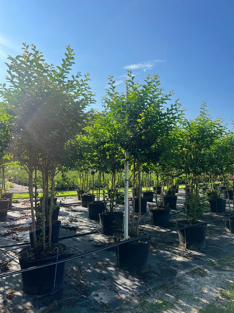 lagerstroemia-fauriei-muskogee-japanese-crape-myrtle