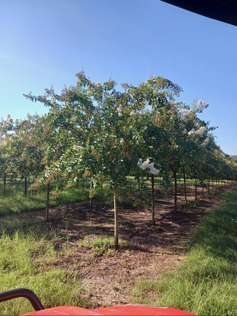 lagerstroemia-fauriei-muskogee-japanese-crape-myrtle