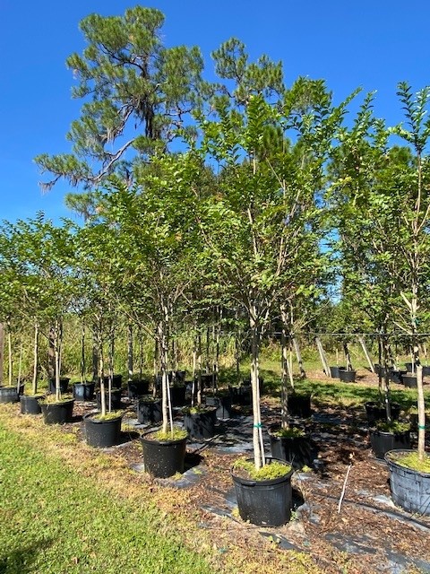 lagerstroemia-fauriei-muskogee-japanese-crape-myrtle