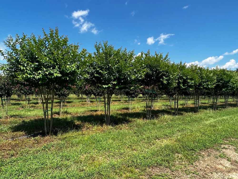lagerstroemia-fauriei-muskogee-japanese-crape-myrtle