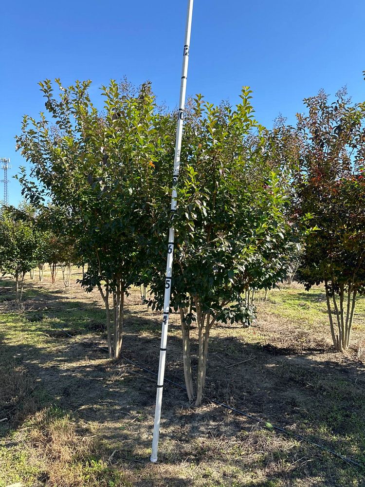 lagerstroemia-fauriei-muskogee-japanese-crape-myrtle