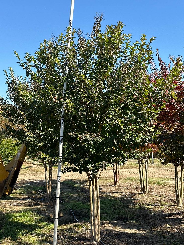 lagerstroemia-fauriei-muskogee-japanese-crape-myrtle