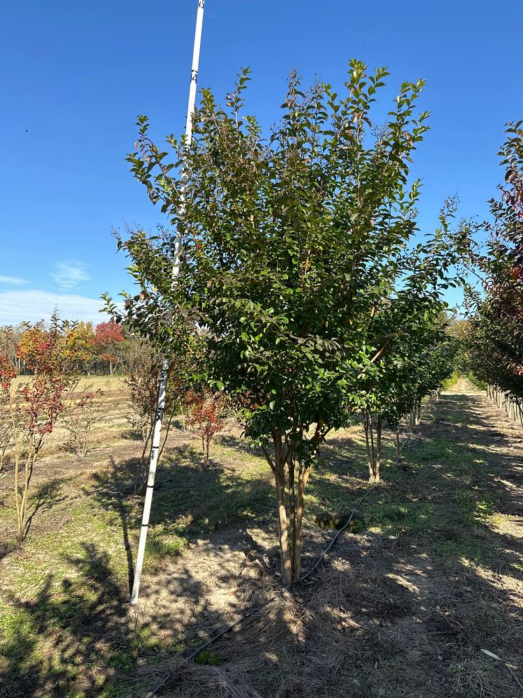 lagerstroemia-fauriei-muskogee-japanese-crape-myrtle