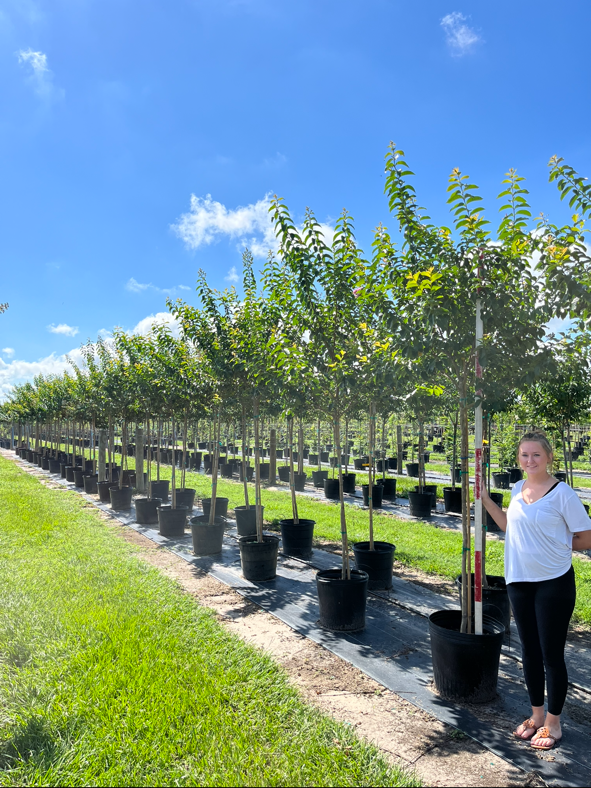 lagerstroemia-fauriei-muskogee-japanese-crape-myrtle