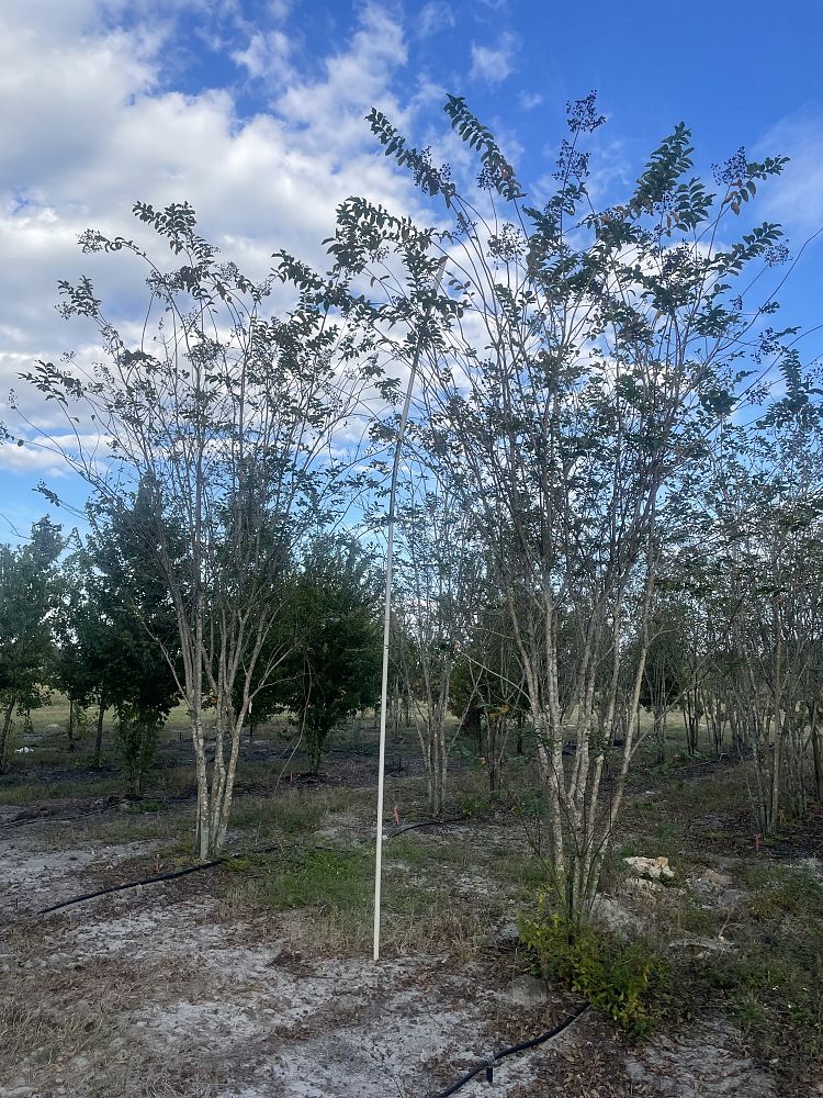 lagerstroemia-fauriei-muskogee-japanese-crape-myrtle