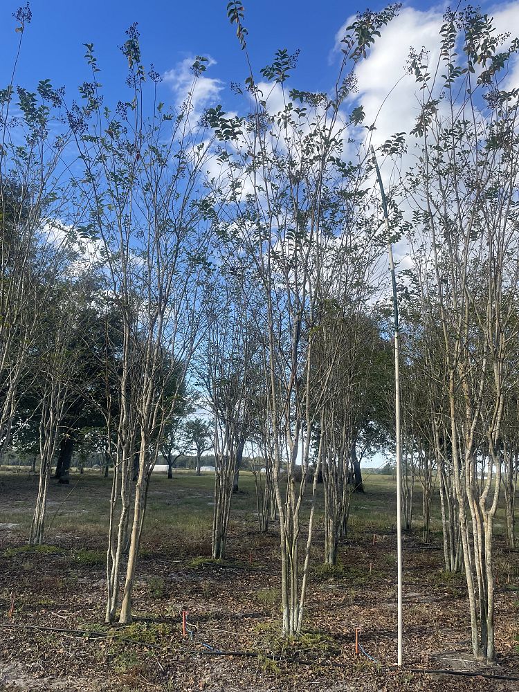 lagerstroemia-fauriei-muskogee-japanese-crape-myrtle