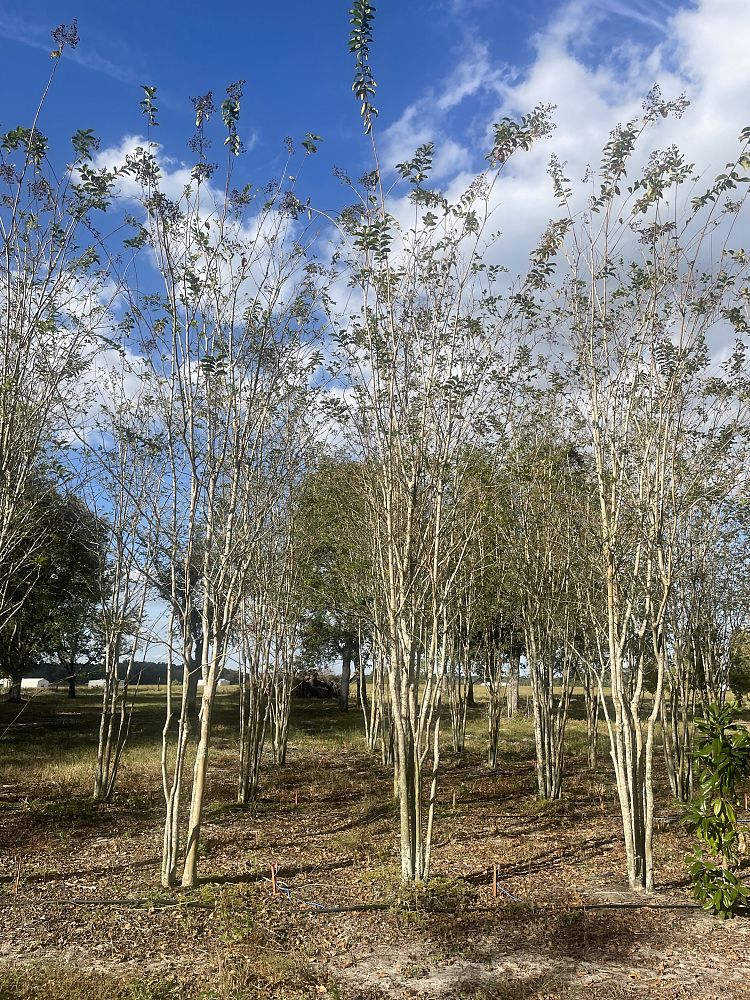 lagerstroemia-fauriei-muskogee-japanese-crape-myrtle