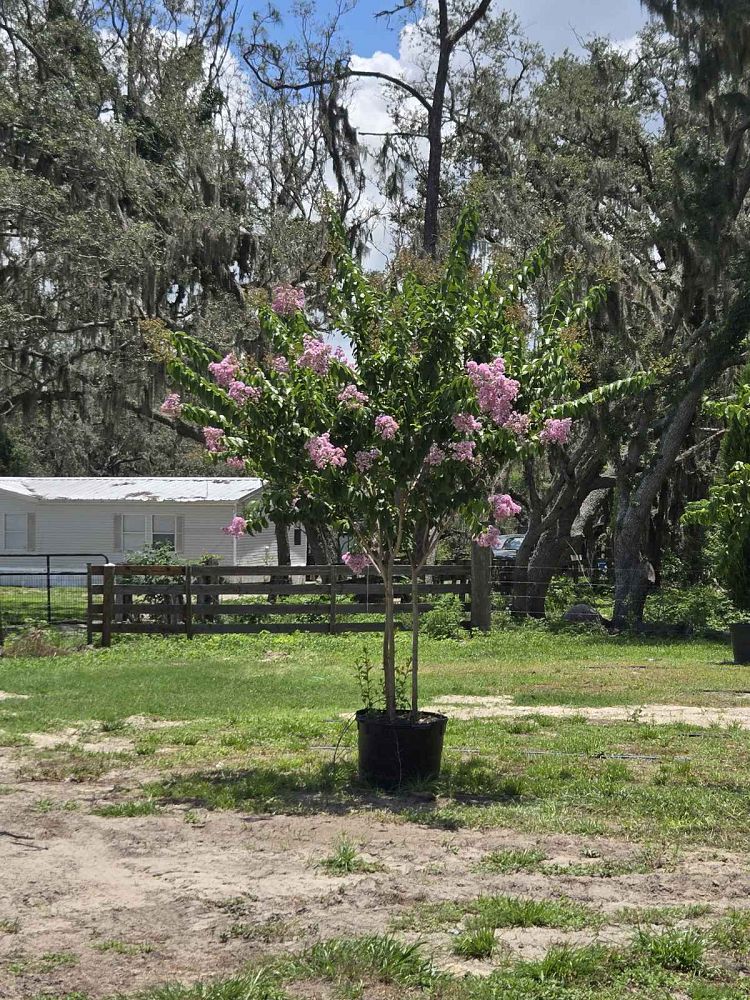 lagerstroemia-fauriei-muskogee-japanese-crape-myrtle
