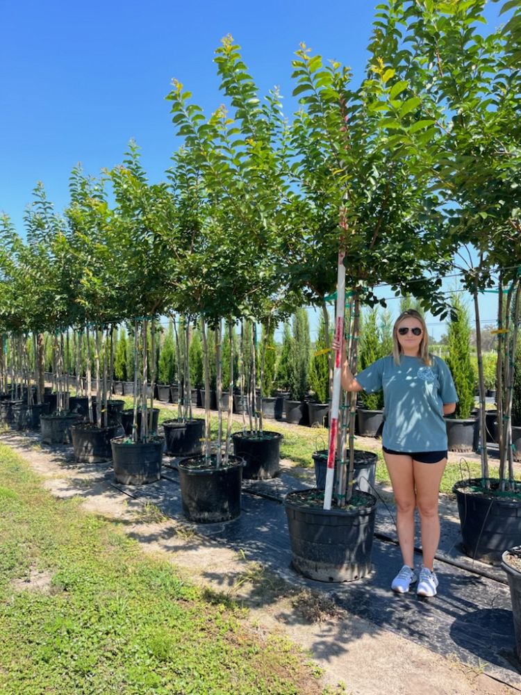 lagerstroemia-fauriei-muskogee-japanese-crape-myrtle