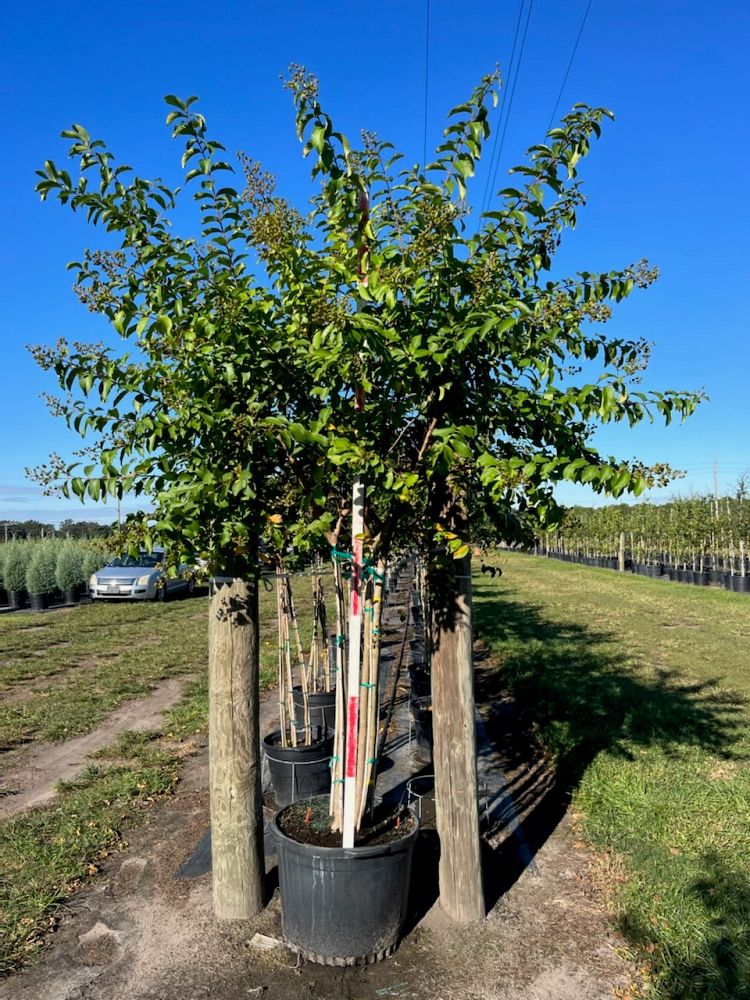 lagerstroemia-fauriei-muskogee-japanese-crape-myrtle