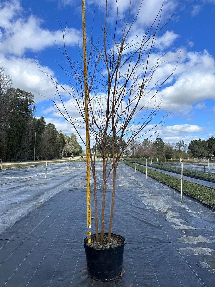 lagerstroemia-fauriei-muskogee-japanese-crape-myrtle