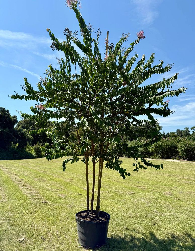lagerstroemia-fauriei-muskogee-japanese-crape-myrtle