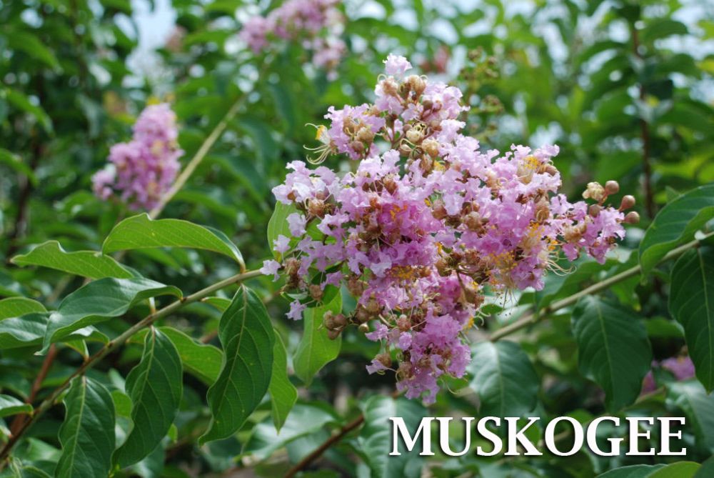 lagerstroemia-fauriei-muskogee-japanese-crape-myrtle