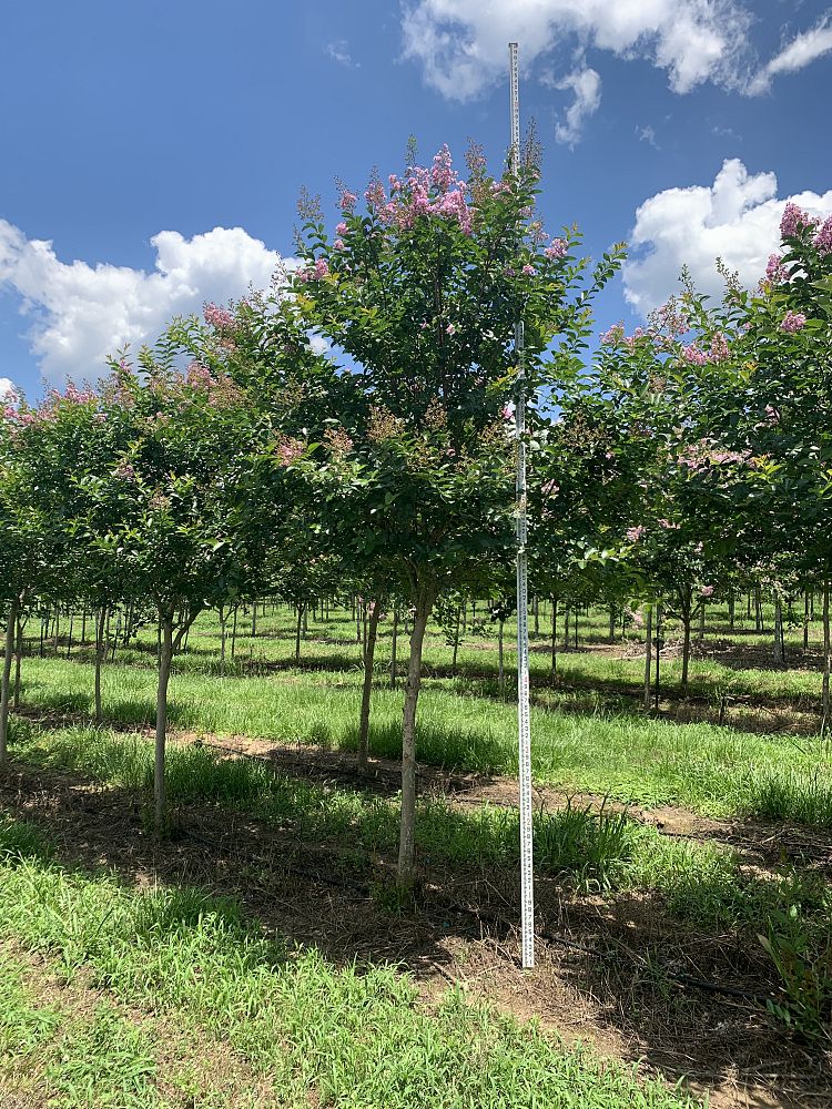 lagerstroemia-fauriei-muskogee-japanese-crape-myrtle