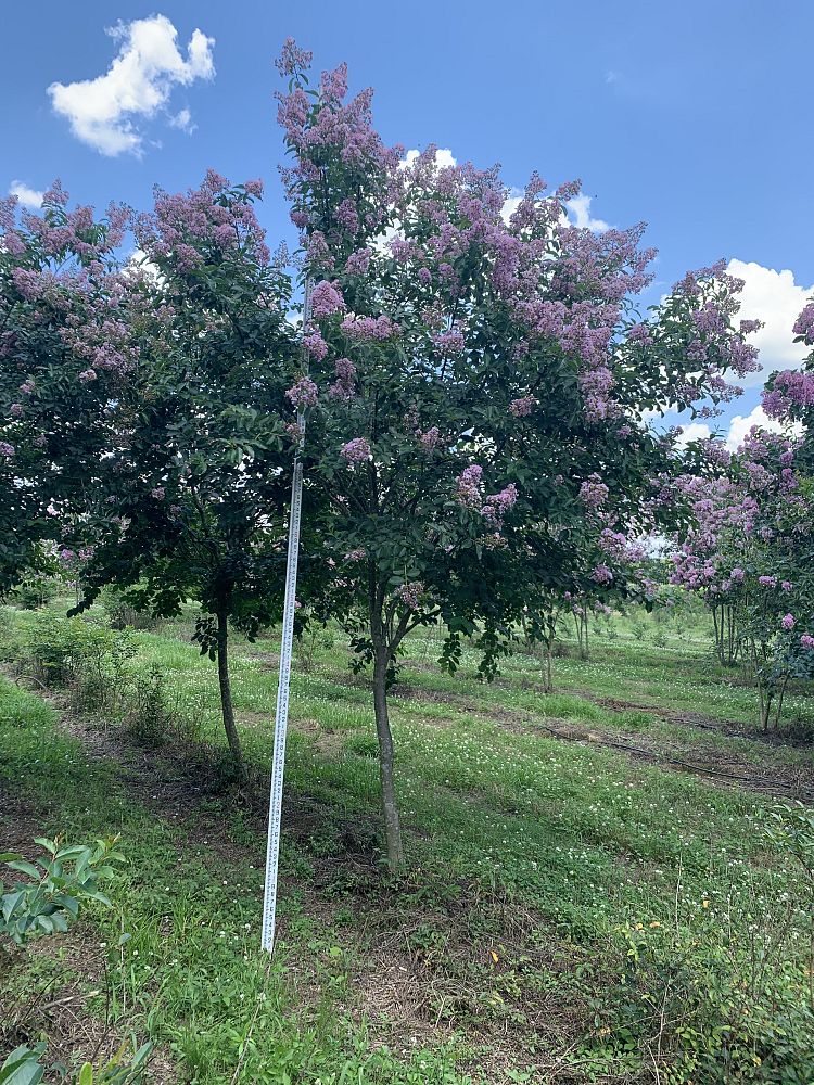 lagerstroemia-fauriei-muskogee-japanese-crape-myrtle